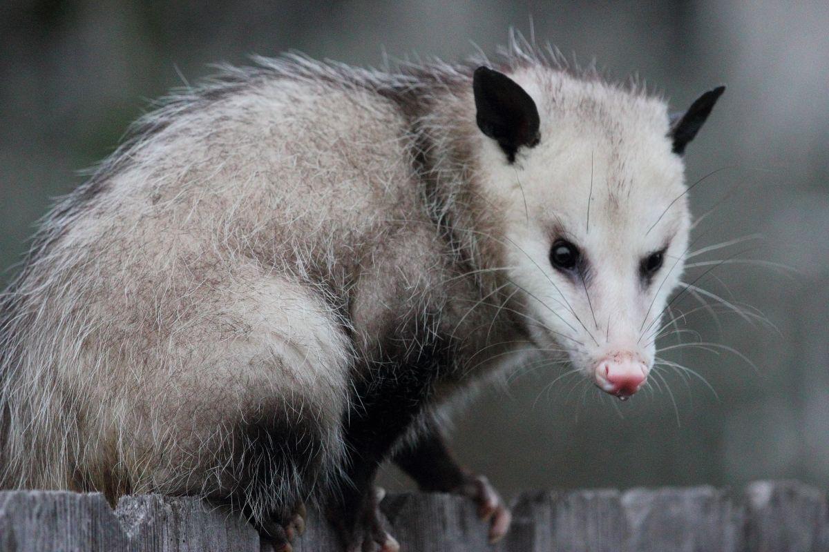 Opossum Photos Download The BEST Free Opossum Stock Photos  HD Images