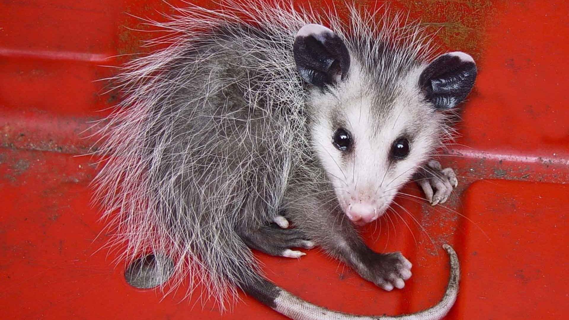 Opossum Wallpapers - Wallpaper Cave