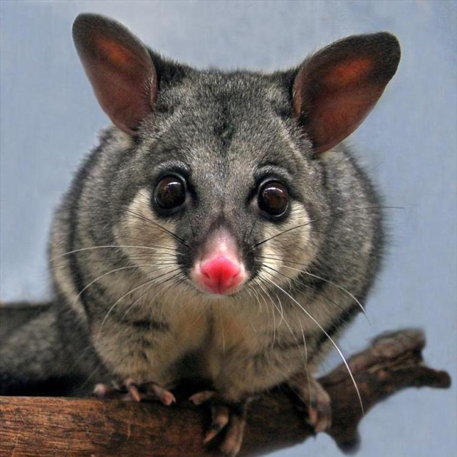 Possum wallpaper, Animal, HQ Possum pictureK Wallpaper