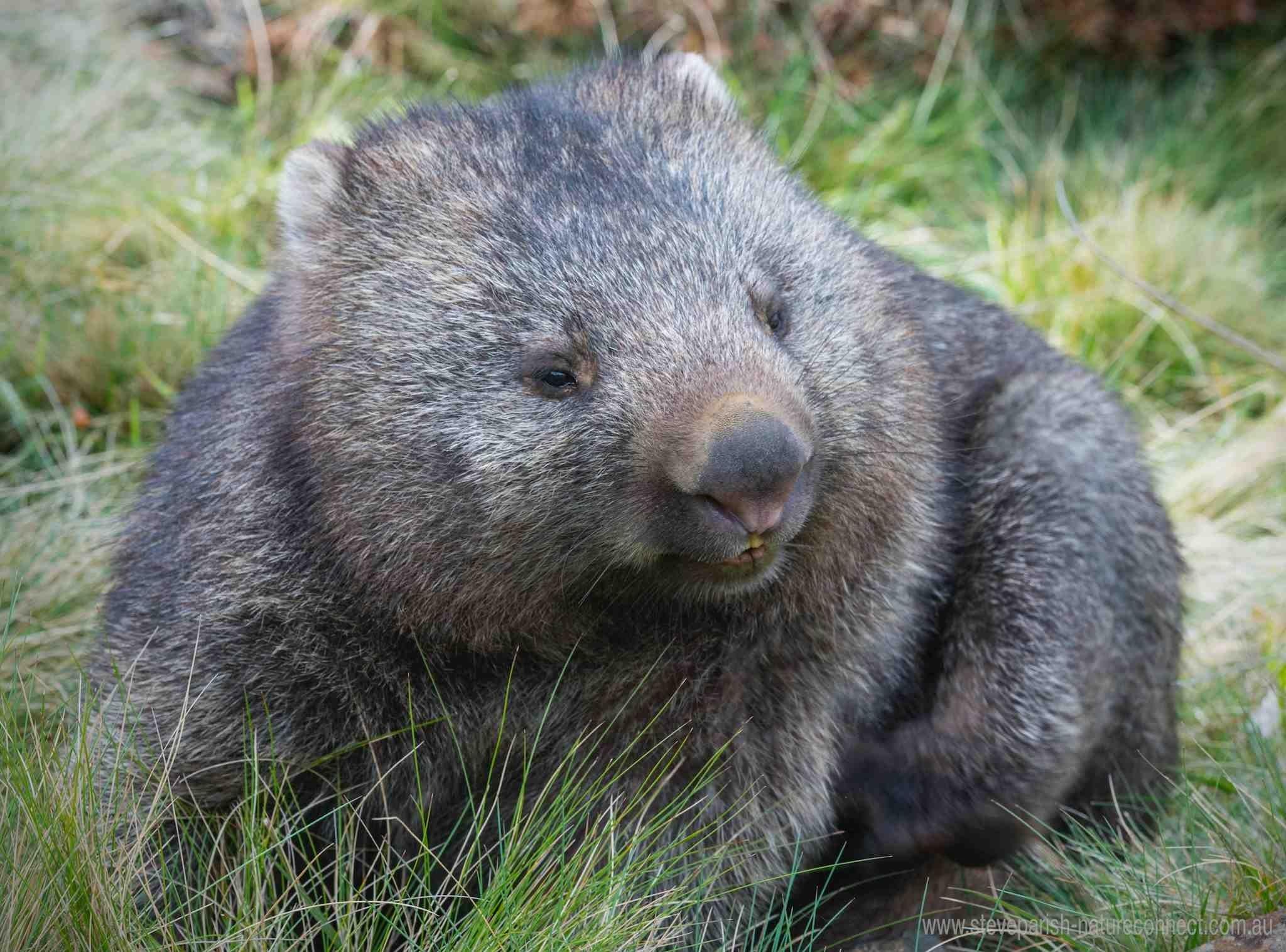 Wombat Wallpaper - Animals Town