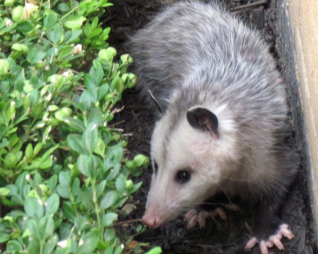 Opossum Wallpapers - Wallpaper Cave