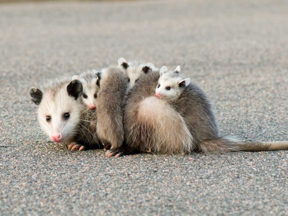 Wildlife Animals Opossum wallpaper  Download Best Free pictures