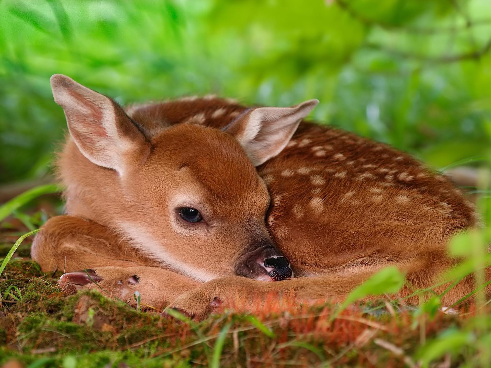 Desktop Wallpaper · Gallery · Animals · Red deer calf chital deer