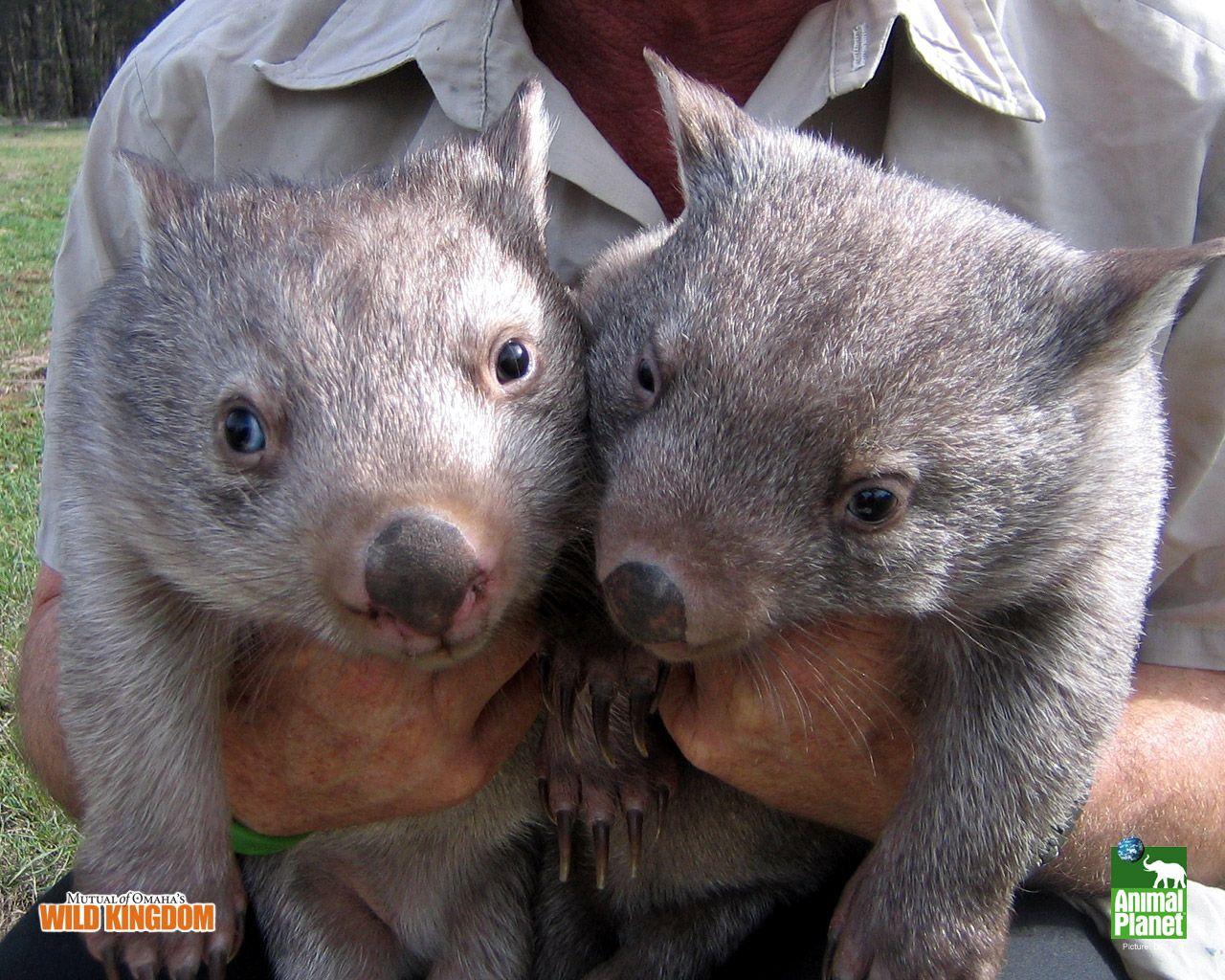 wombat. Wombat HD Wallpaper. Animal Wallpaper. Wombat