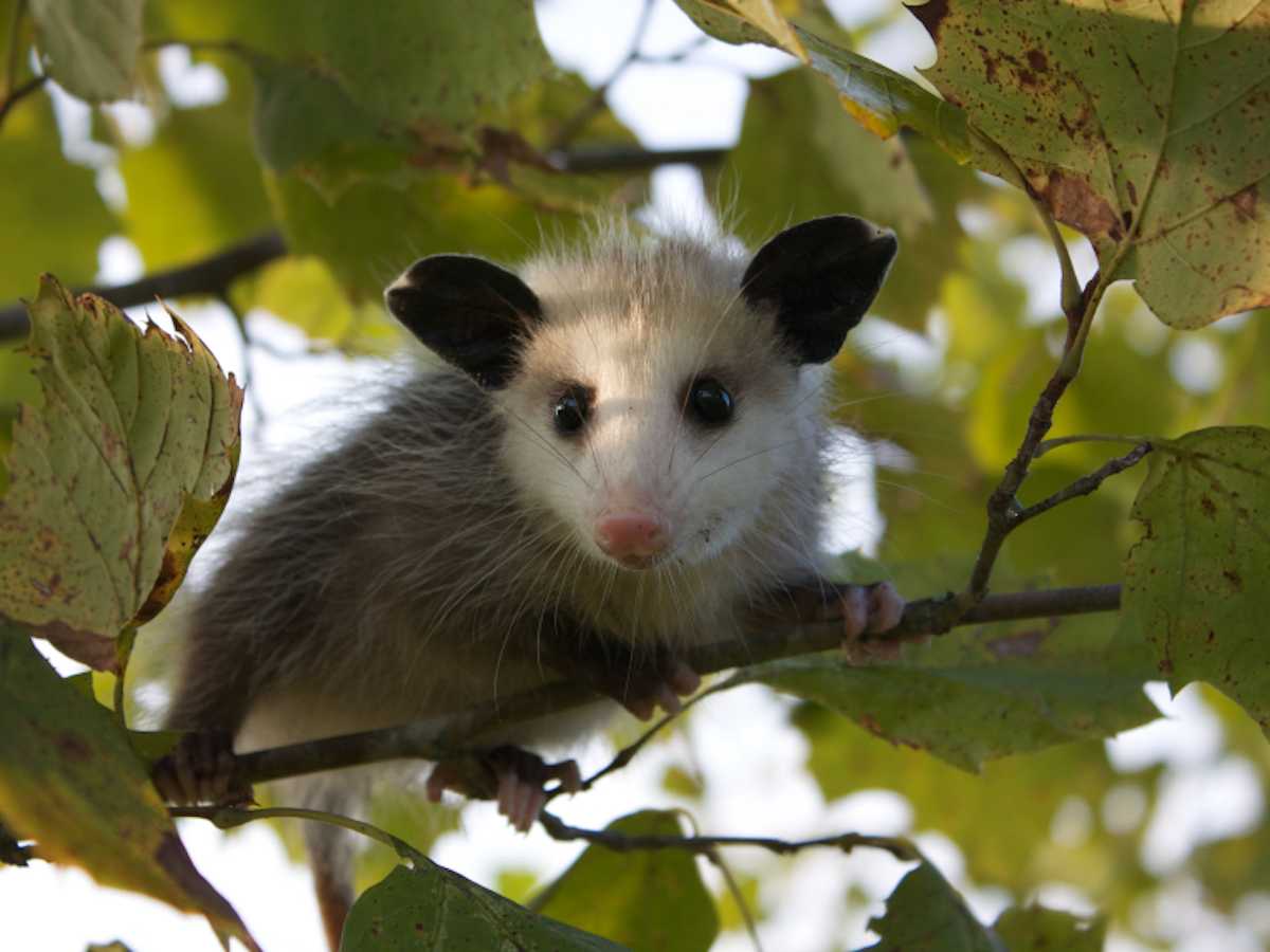 Opossum Wallpapers - Wallpaper Cave