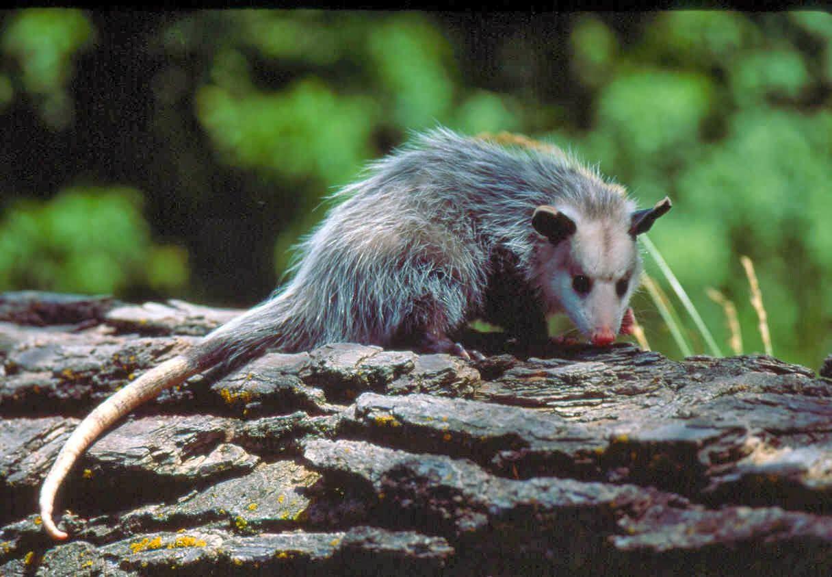 Opossum Wallpapers - Wallpaper Cave