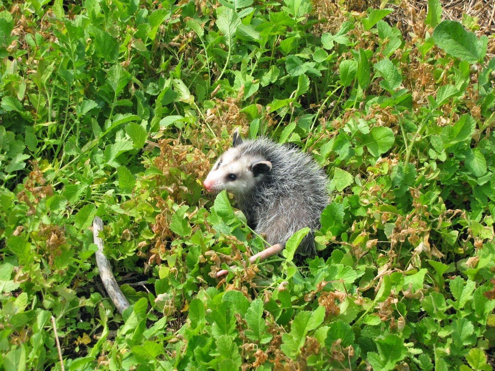 Opossum Wallpapers - Wallpaper Cave