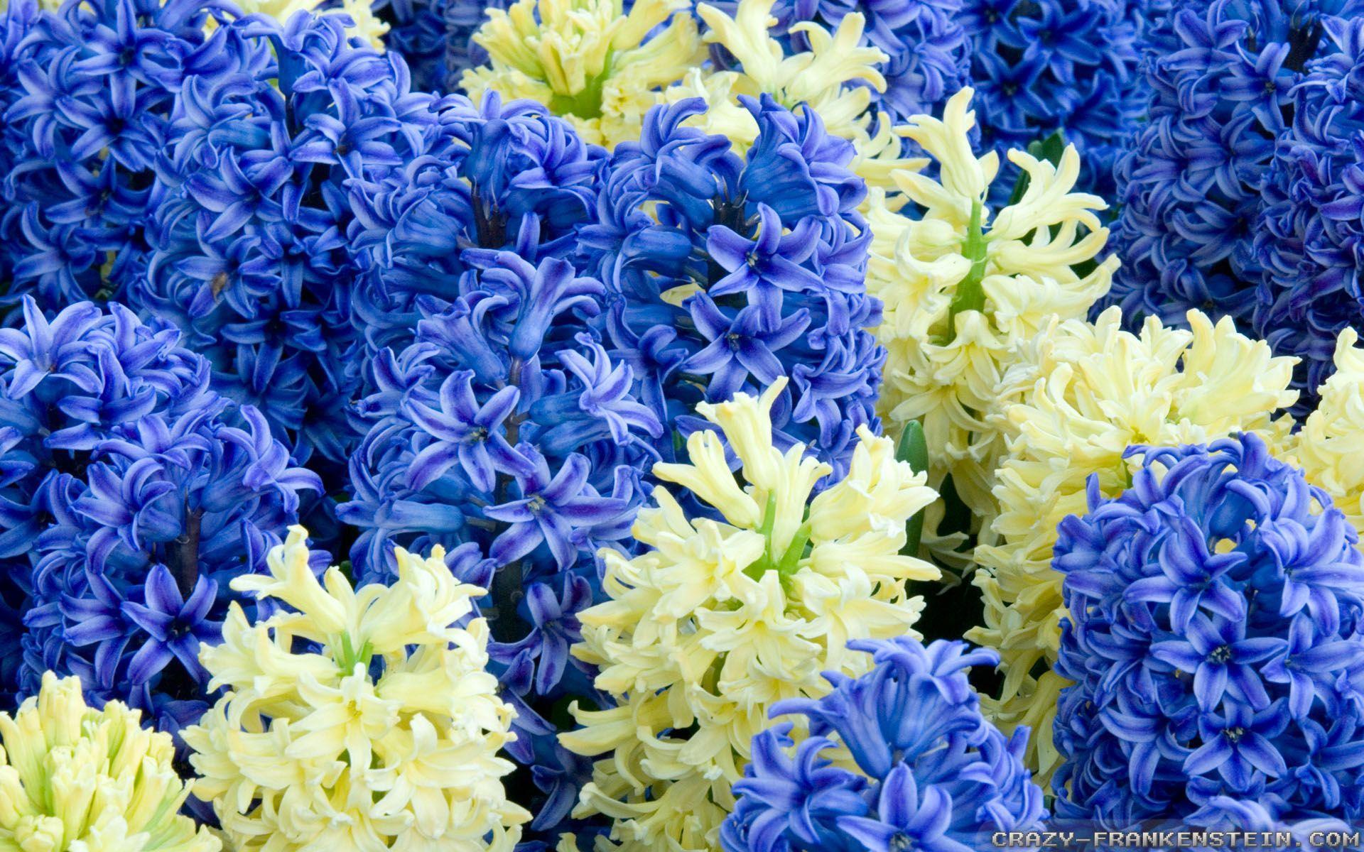 Hyacinth Flower wallpaper