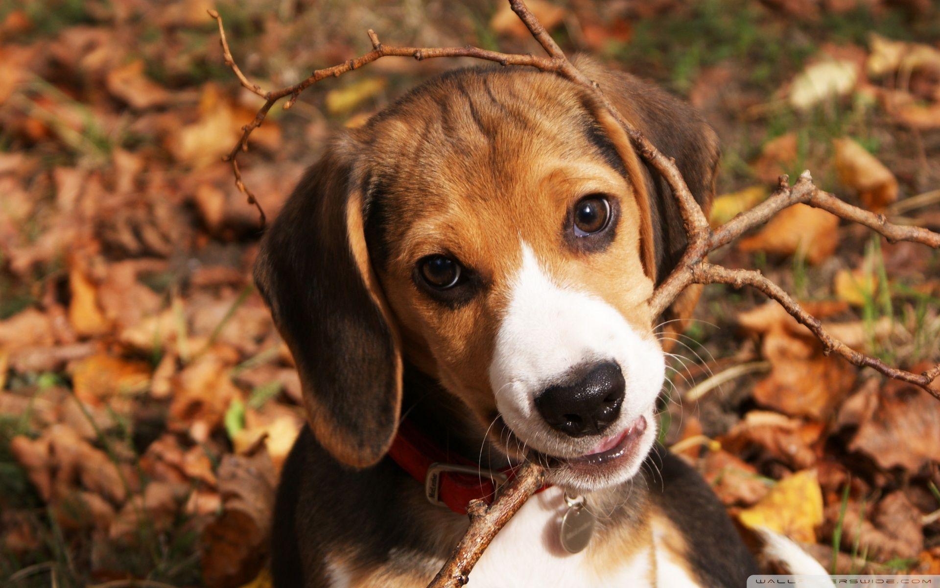 Cute Beagle Puppy HD desktop wallpaper, High Definition