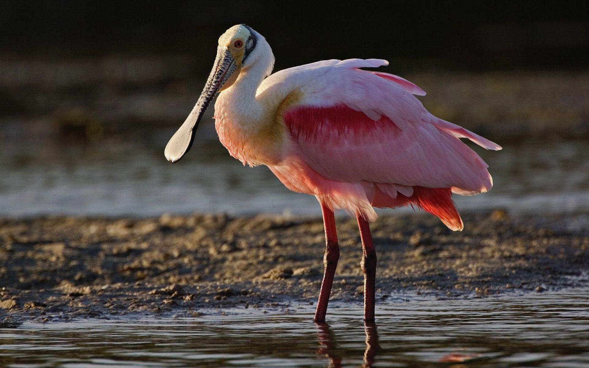 Spoonbill Wallpapers - Wallpaper Cave