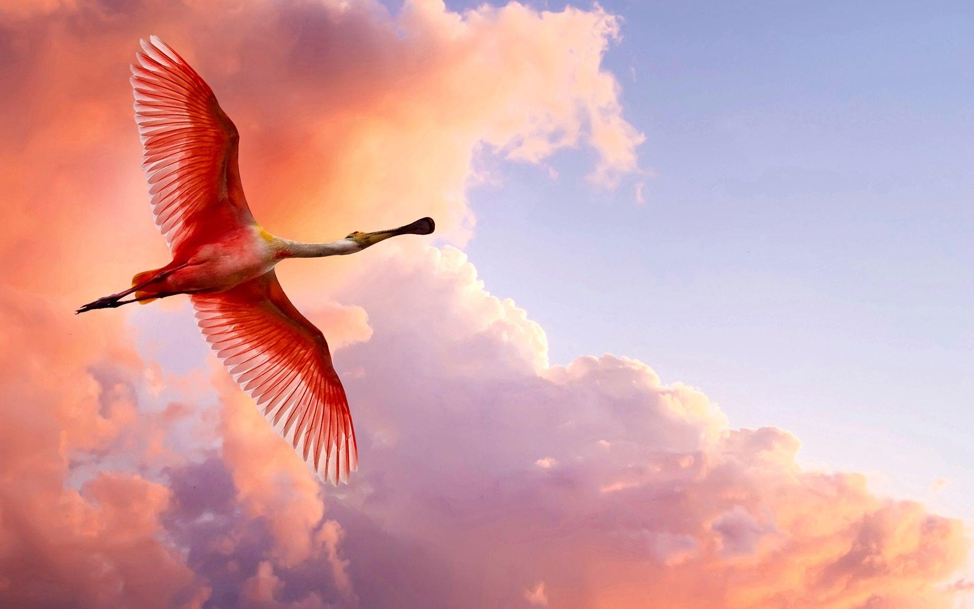 The Roseate Spoonbill Wallpaper
