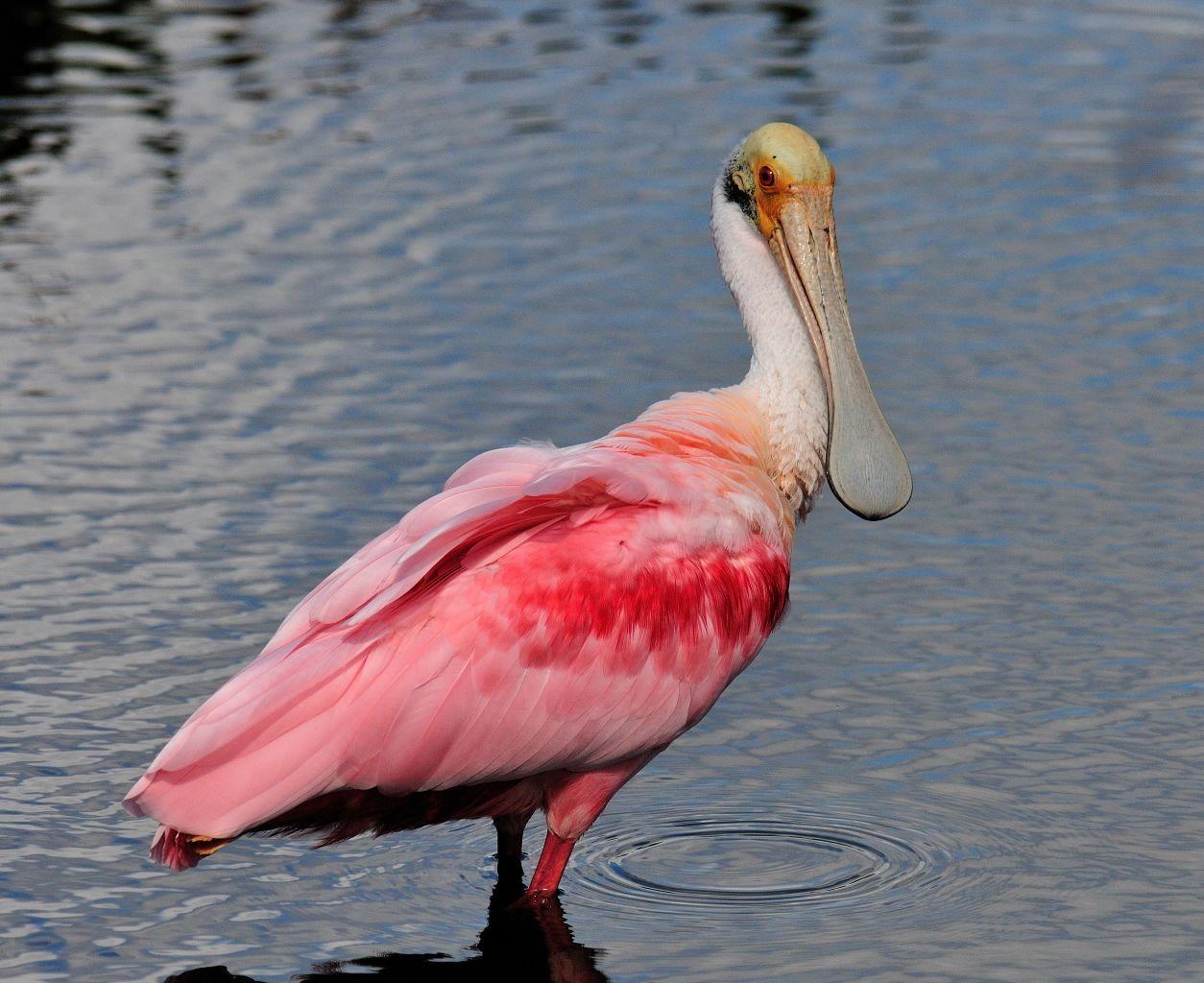 The Roseate Spoonbill Wallpaper
