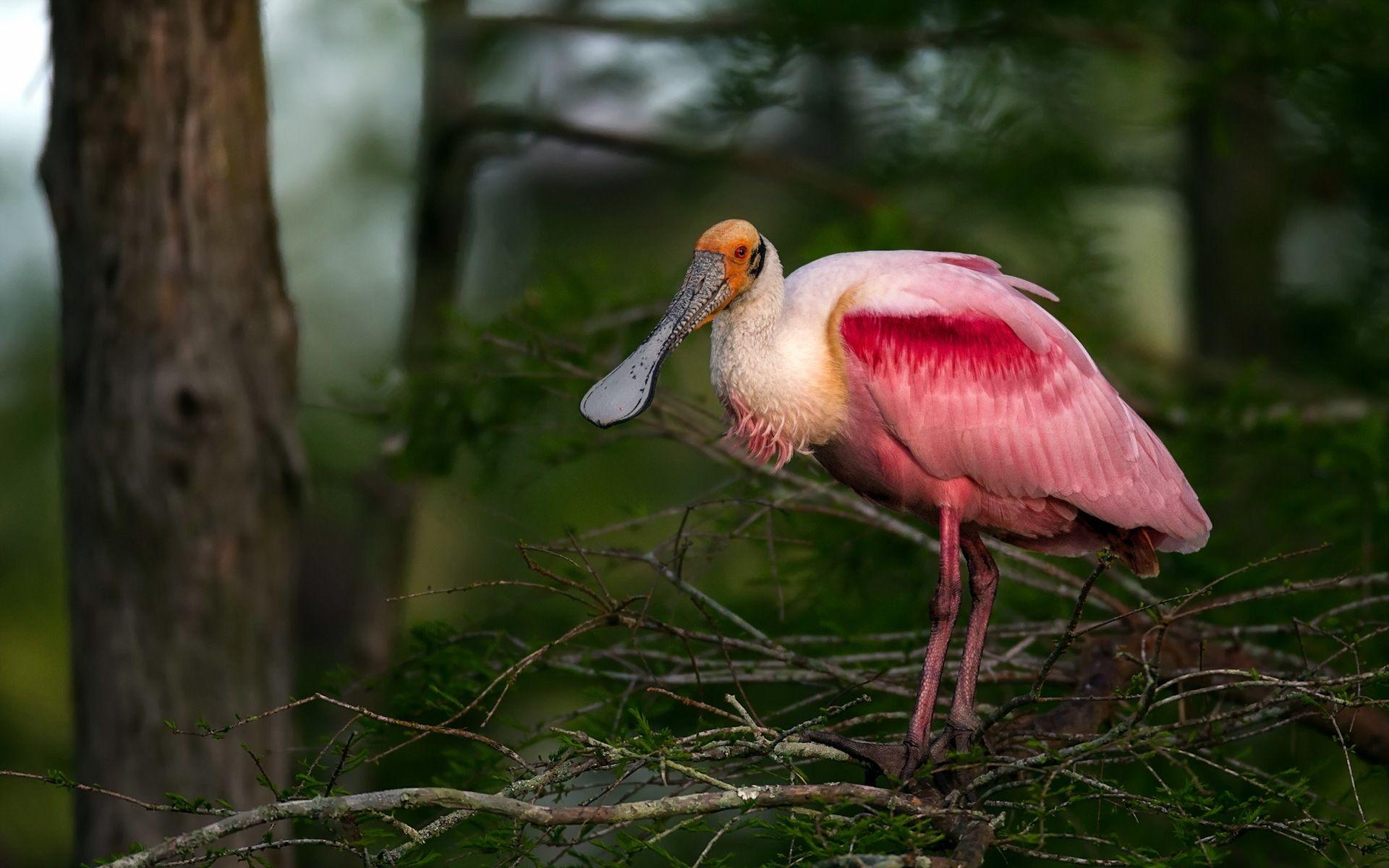 Spoonbill Wallpapers - Wallpaper Cave