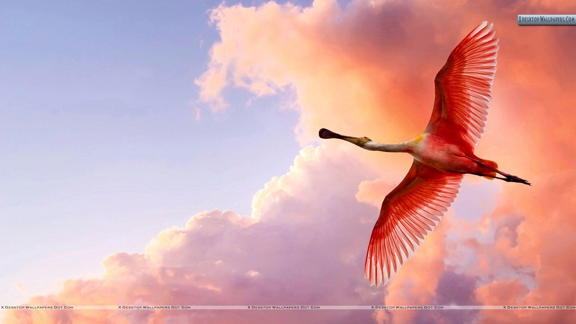 The Roseate Spoonbill A Large Wading Bird Wallpaper