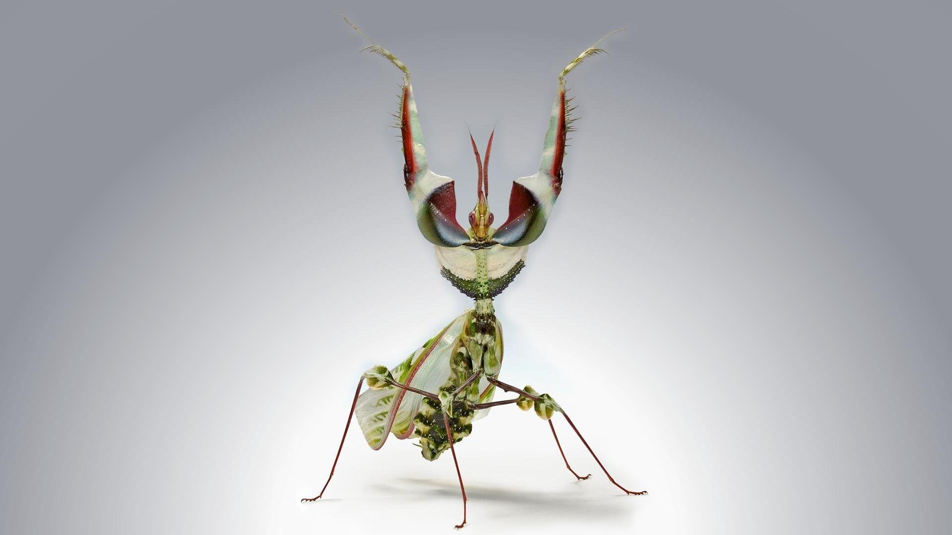 Devil's Flower Mantis
