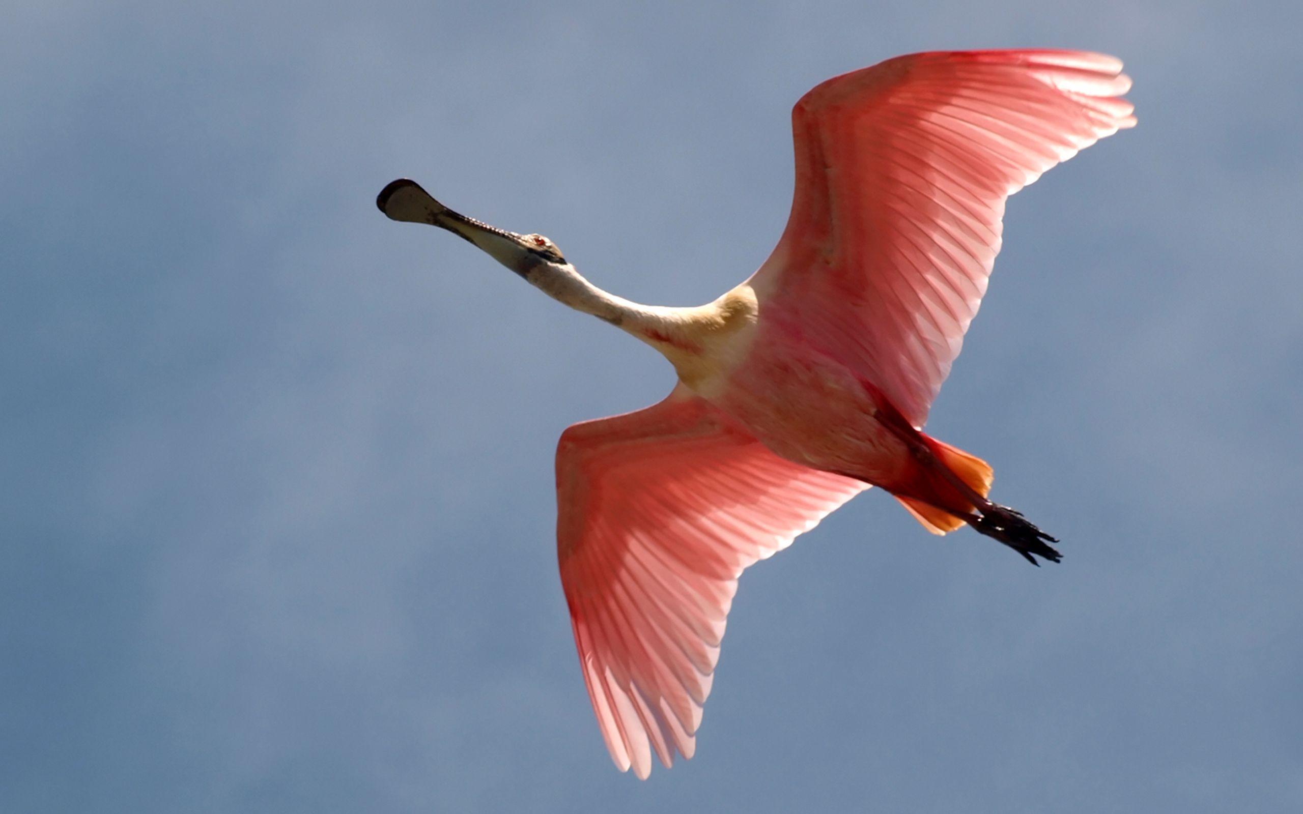 Spoonbill Wallpapers - Wallpaper Cave