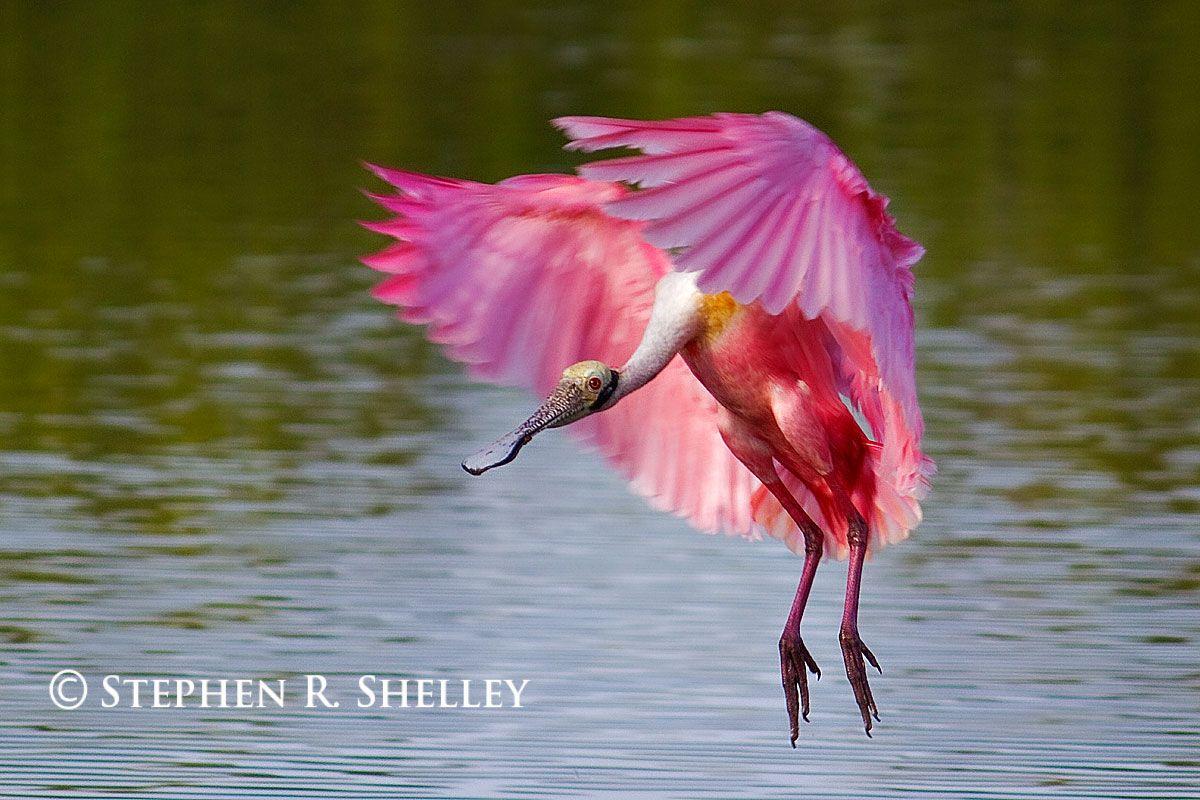 Spoonbill Wallpapers - Wallpaper Cave
