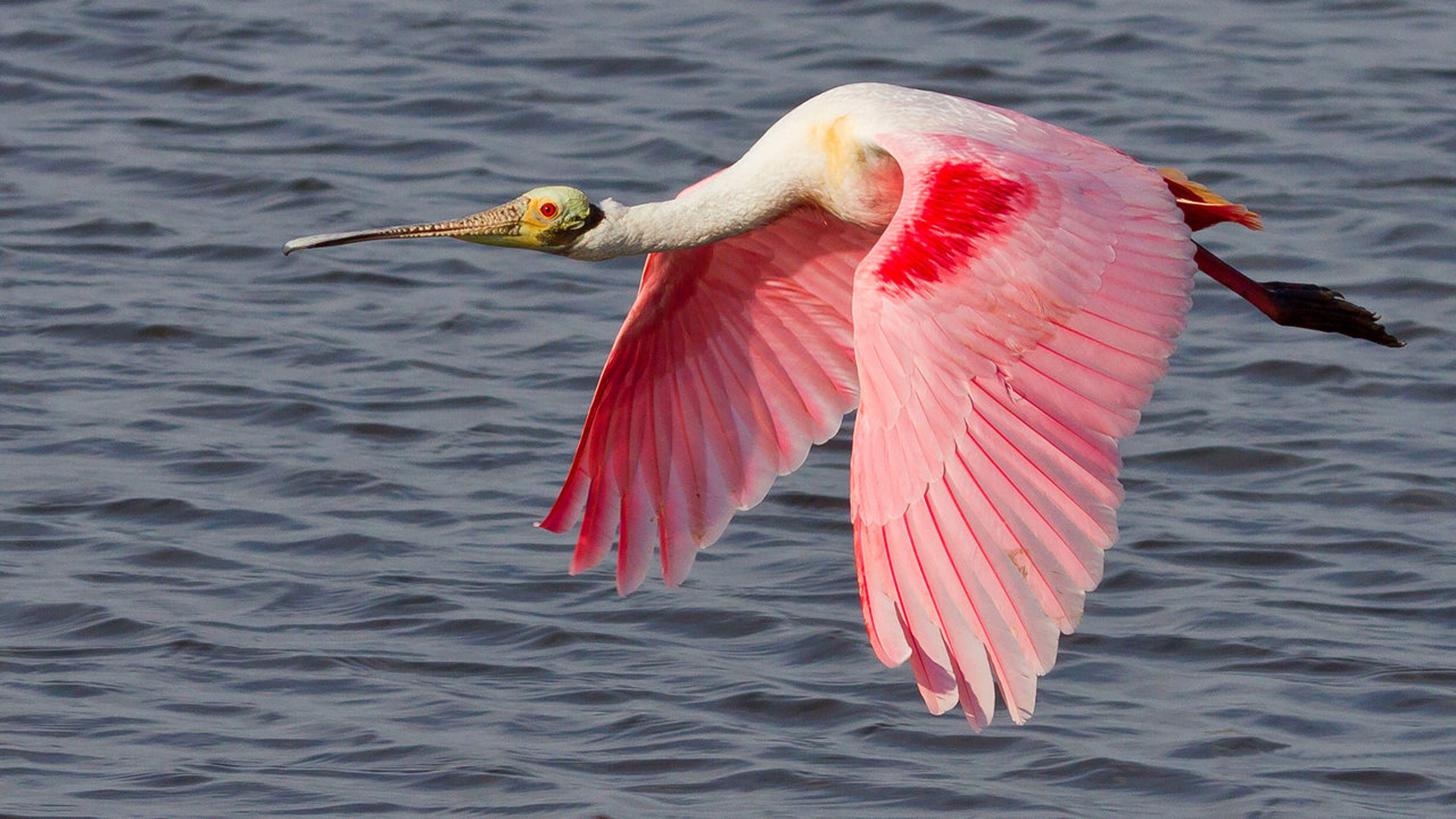 Spoonbill Wallpapers - Wallpaper Cave
