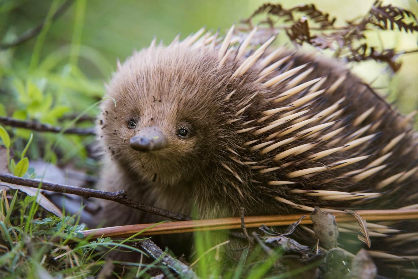Echidna Facts And Animal Photo, image