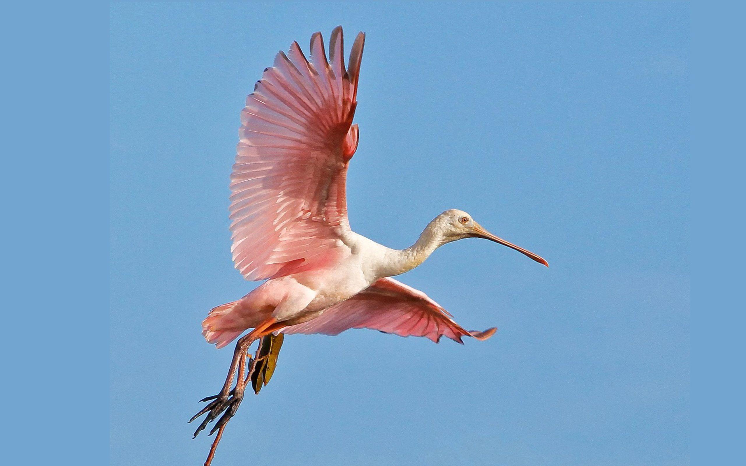 Roseate Spoonbill 1920x1080 1080p Wallpaper Hd Wallpapers Images