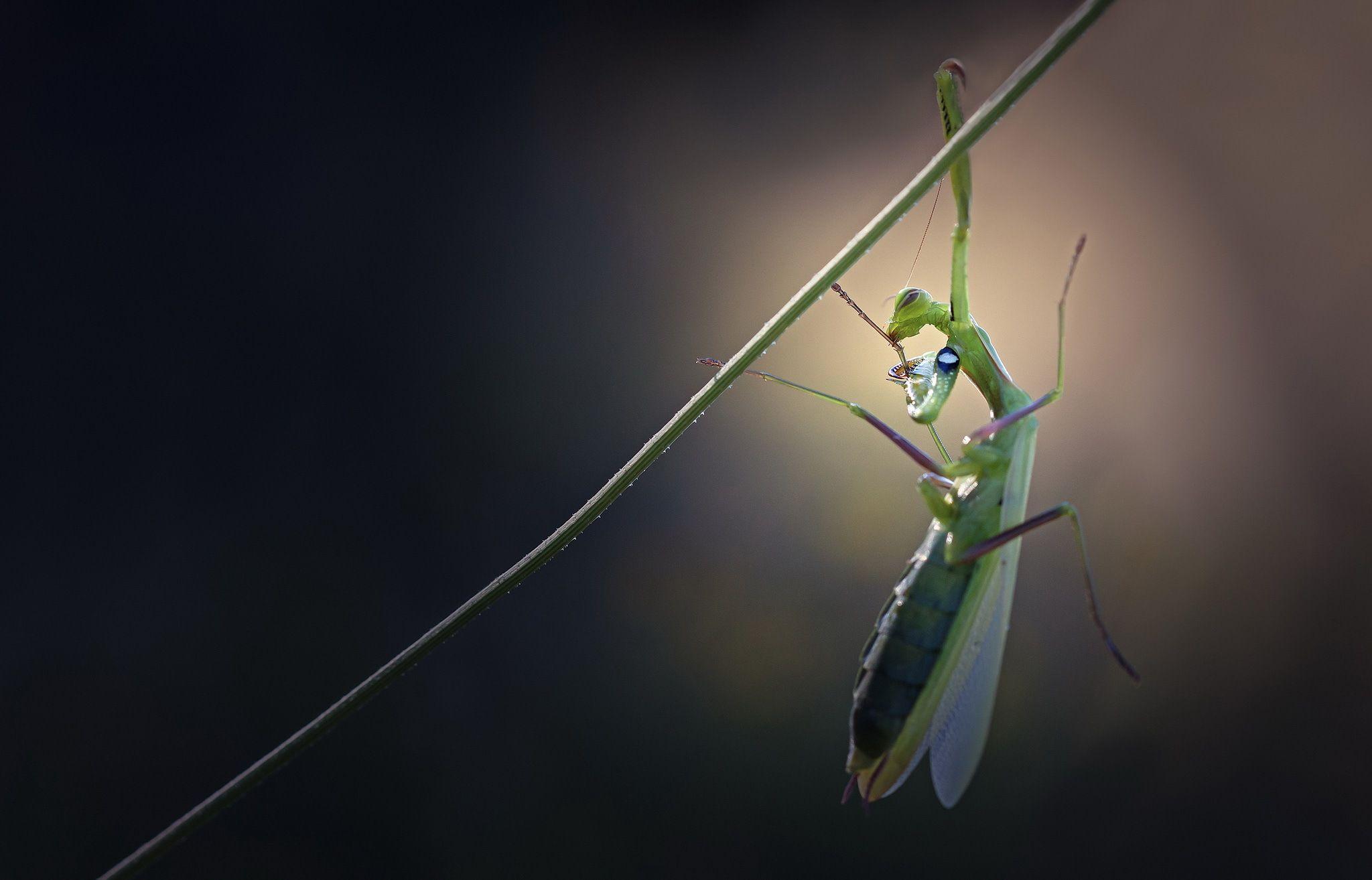 Praying Mantis Full HD Wallpaper and Background Imagex1314