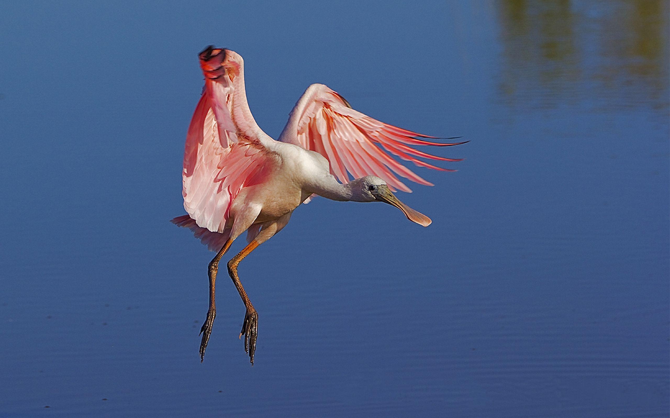 Spoonbill Wallpapers - Wallpaper Cave