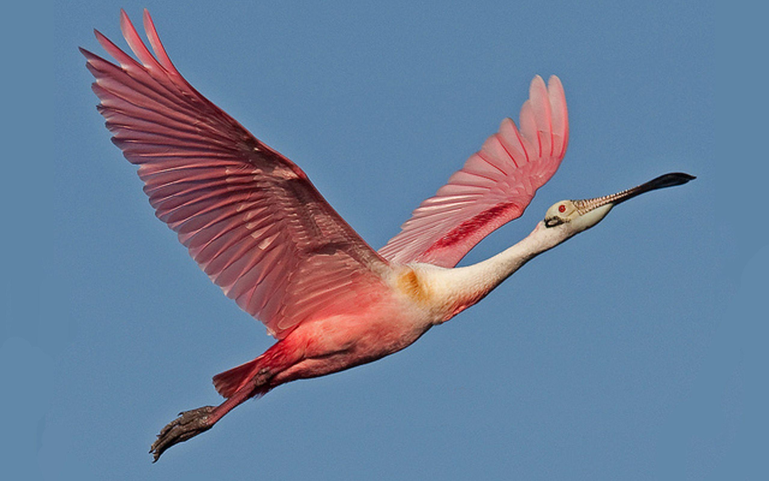 Spoonbill Wallpapers Wallpaper Cave Wp2690685