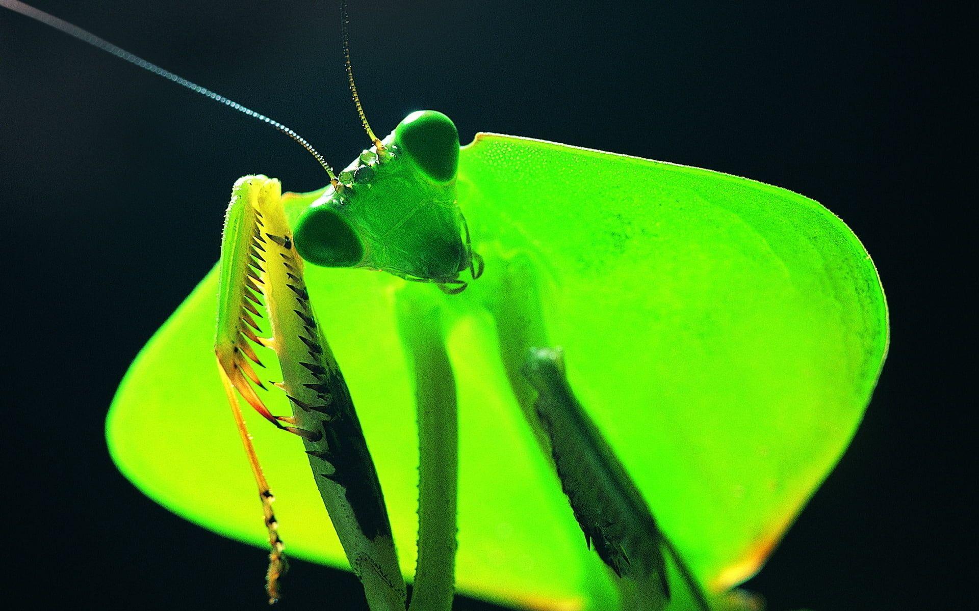Close Up Photography Of Praying Mantis HD Wallpaper