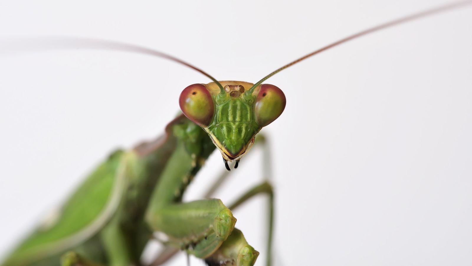 Animal Praying Mantis wallpaper (Desktop, Phone, Tablet)