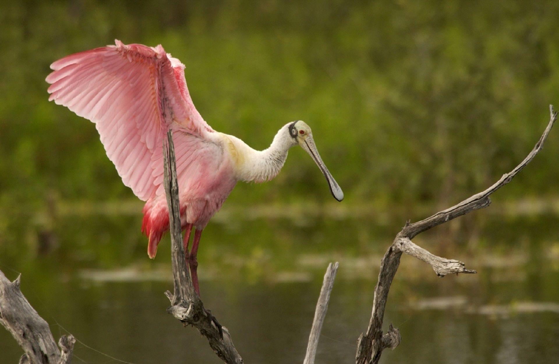 Spoonbill Wallpapers - Wallpaper Cave