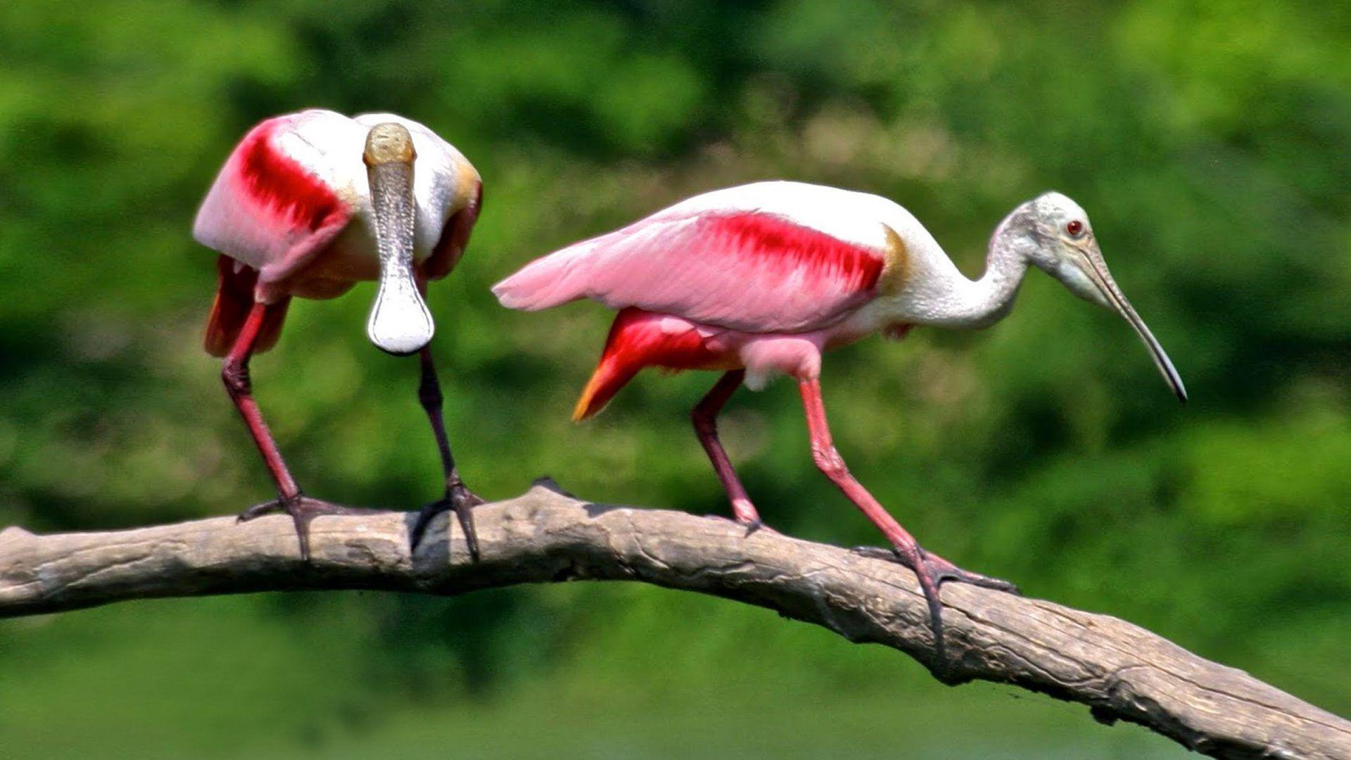 Spoonbill Wallpapers - Wallpaper Cave