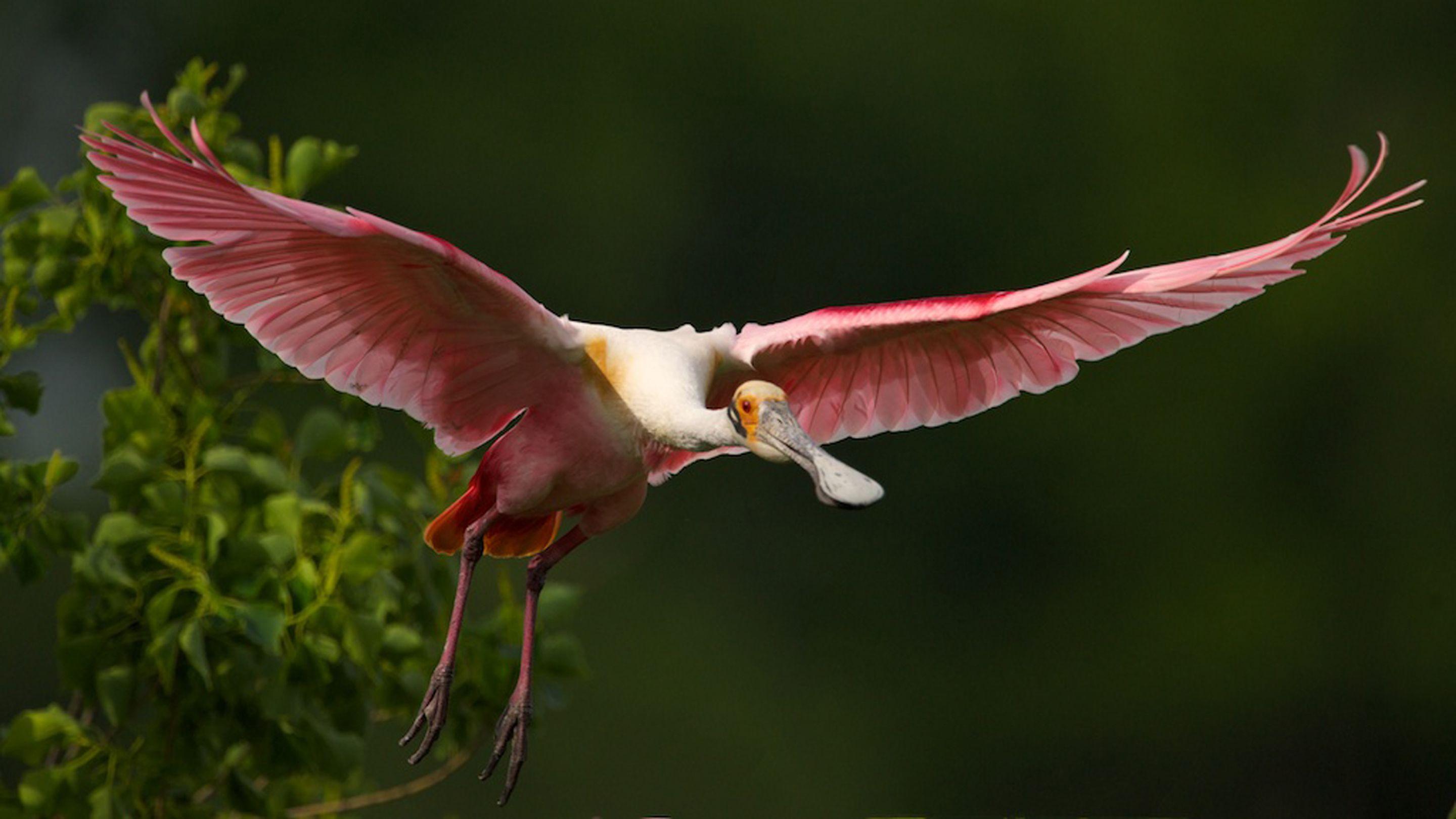 Spoonbill Wallpapers - Wallpaper Cave