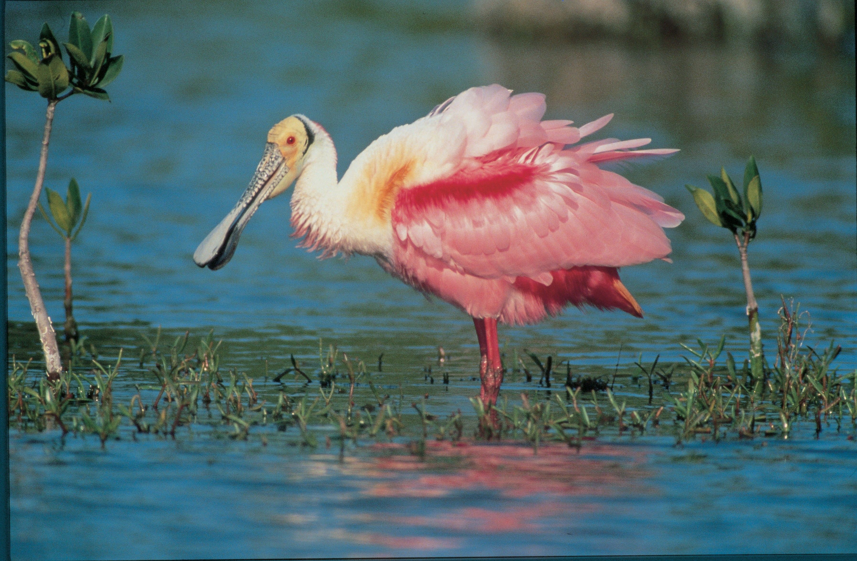 Spoonbill Wallpapers - Wallpaper Cave