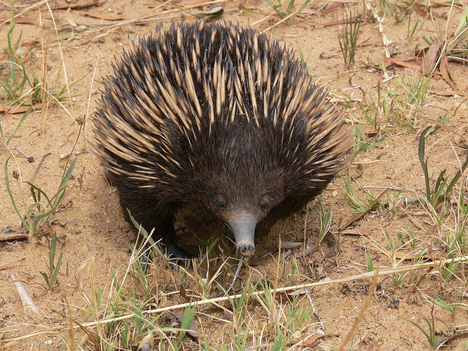 Echidna Wallpaper and background