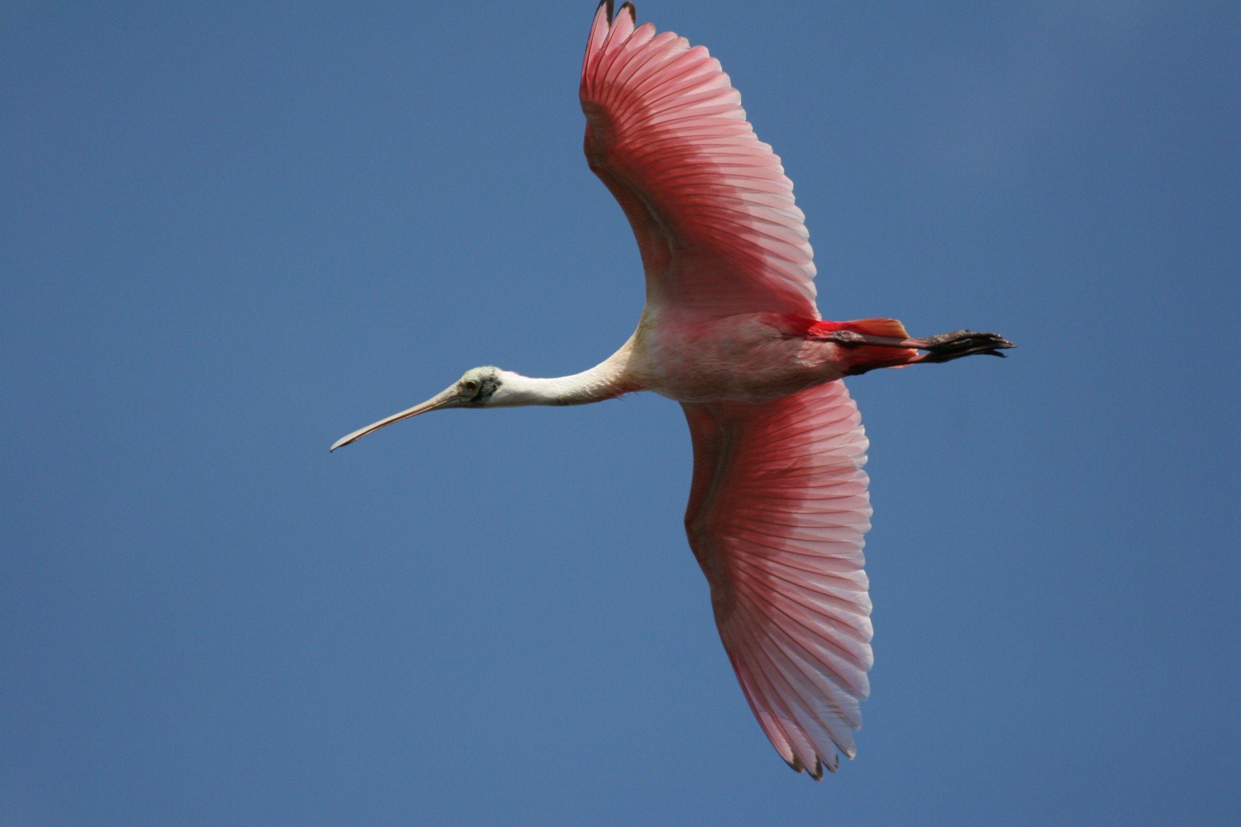 Spoonbill Wallpapers - Wallpaper Cave