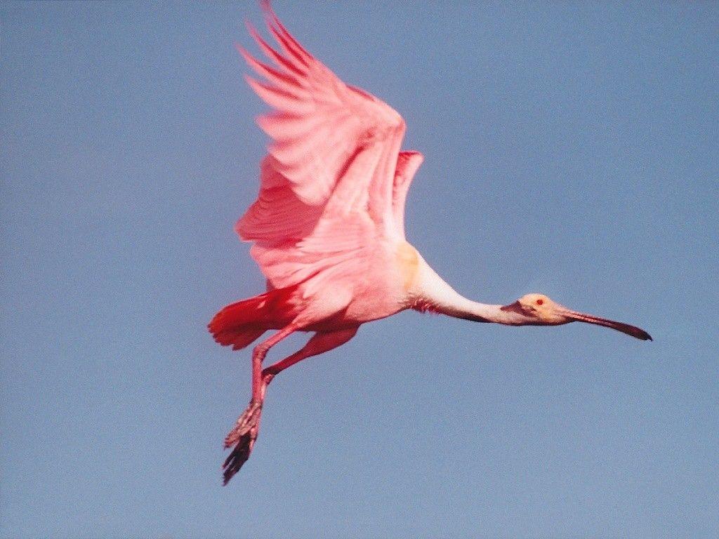 Spoonbill Wallpapers - Wallpaper Cave