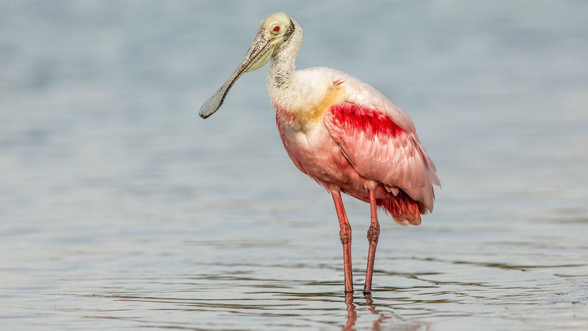 Spoonbill Wallpapers - Wallpaper Cave