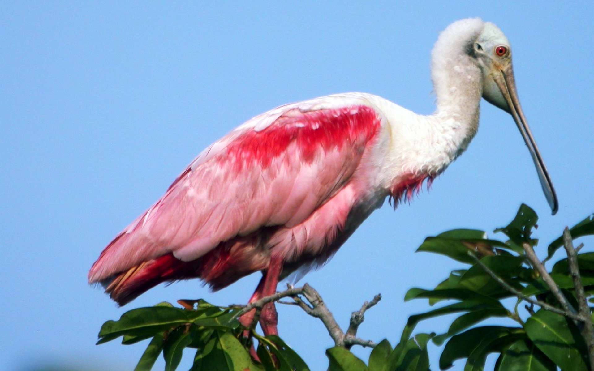 Spoonbill Wallpapers - Wallpaper Cave