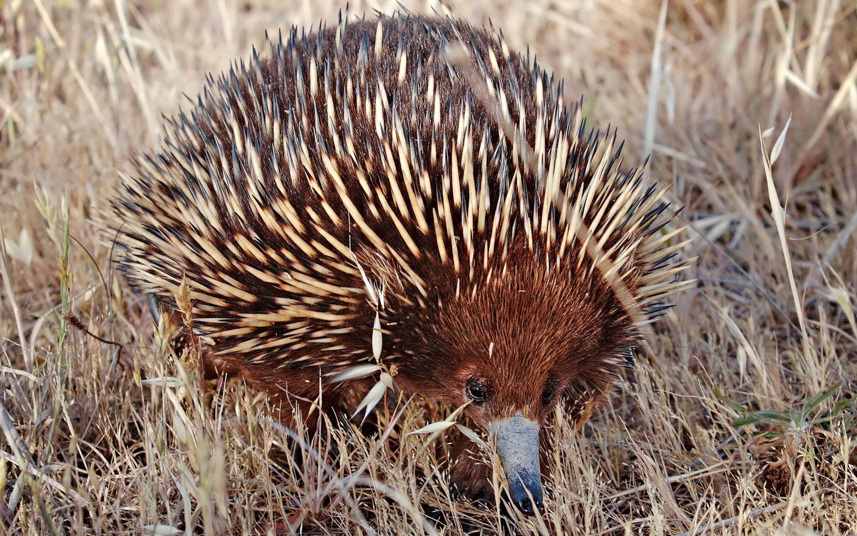 Echidna HD Wallpaper and Background Image