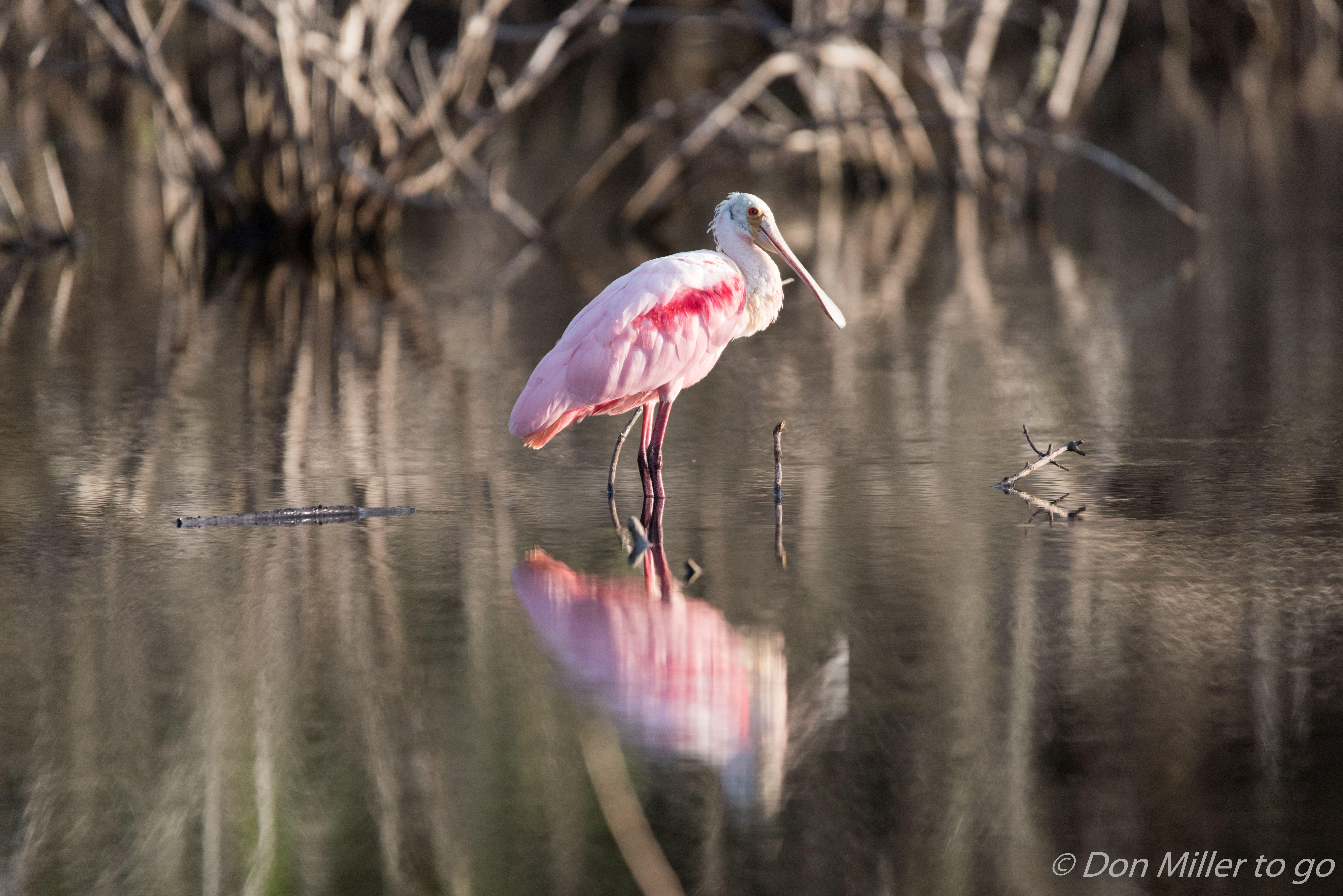 Wallpaper, birds, nature, reflection, outdoors, wildlife, beak