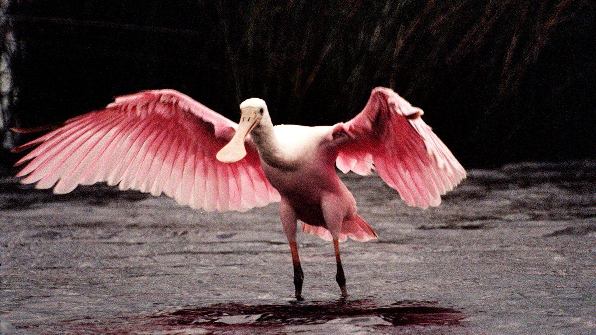 Roseate Spoonbill Wingspan Of 120 133 Cm Desktop HD Wallpaper