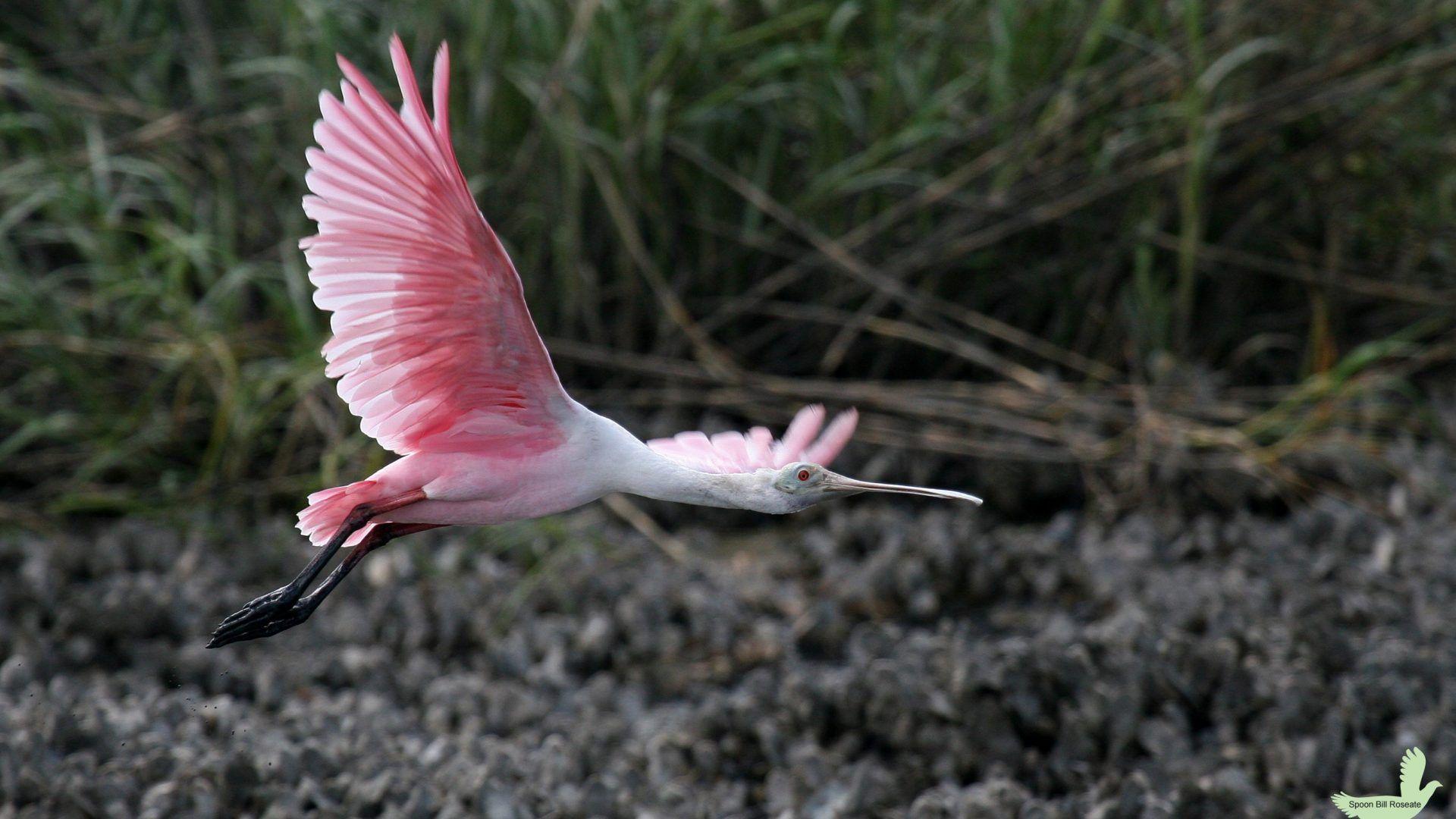 Wallpaper Tagged With Roseate: Roseate Bird Flight Spoonbill Roses