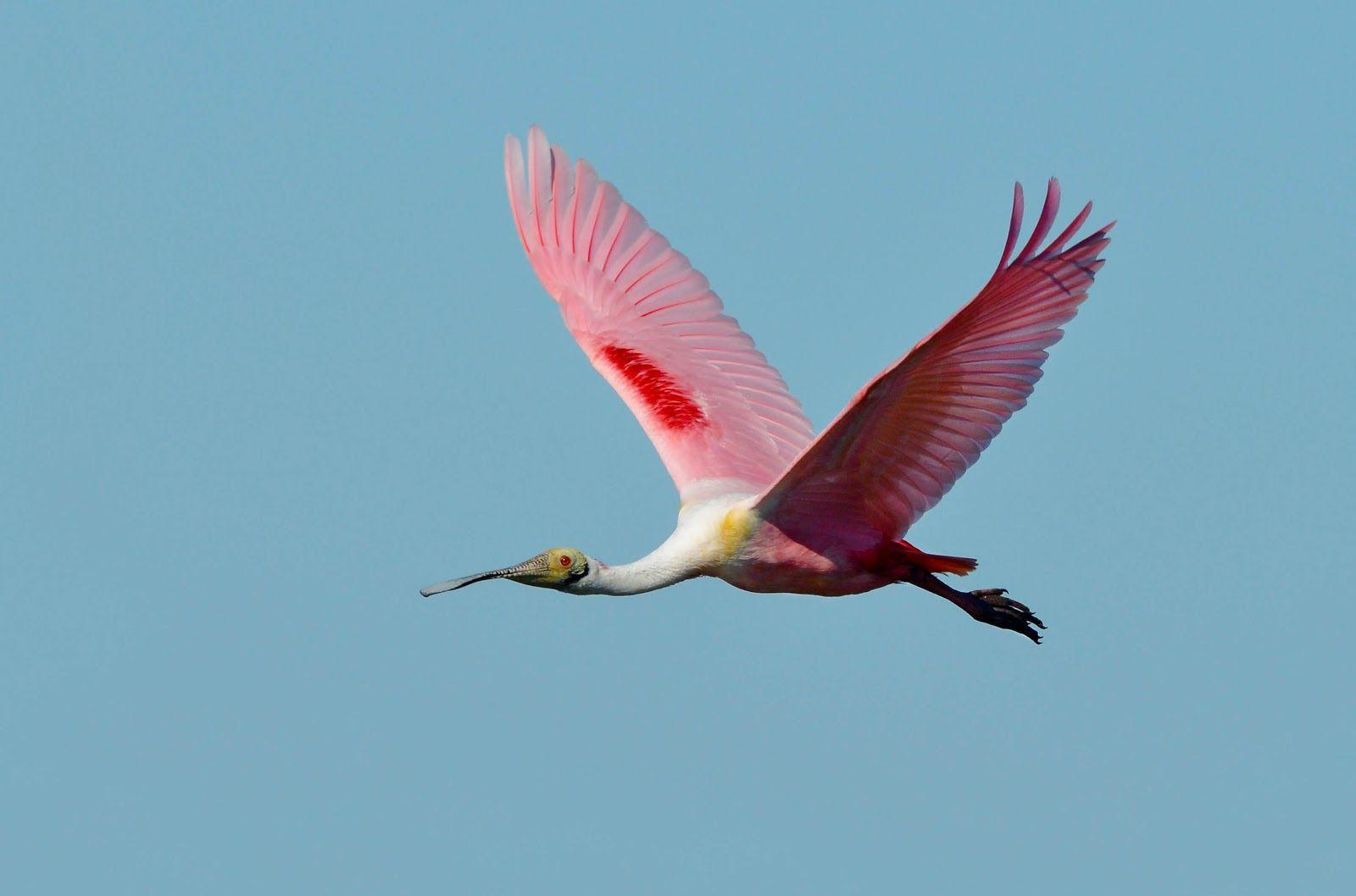 Spoonbill Wallpapers - Wallpaper Cave