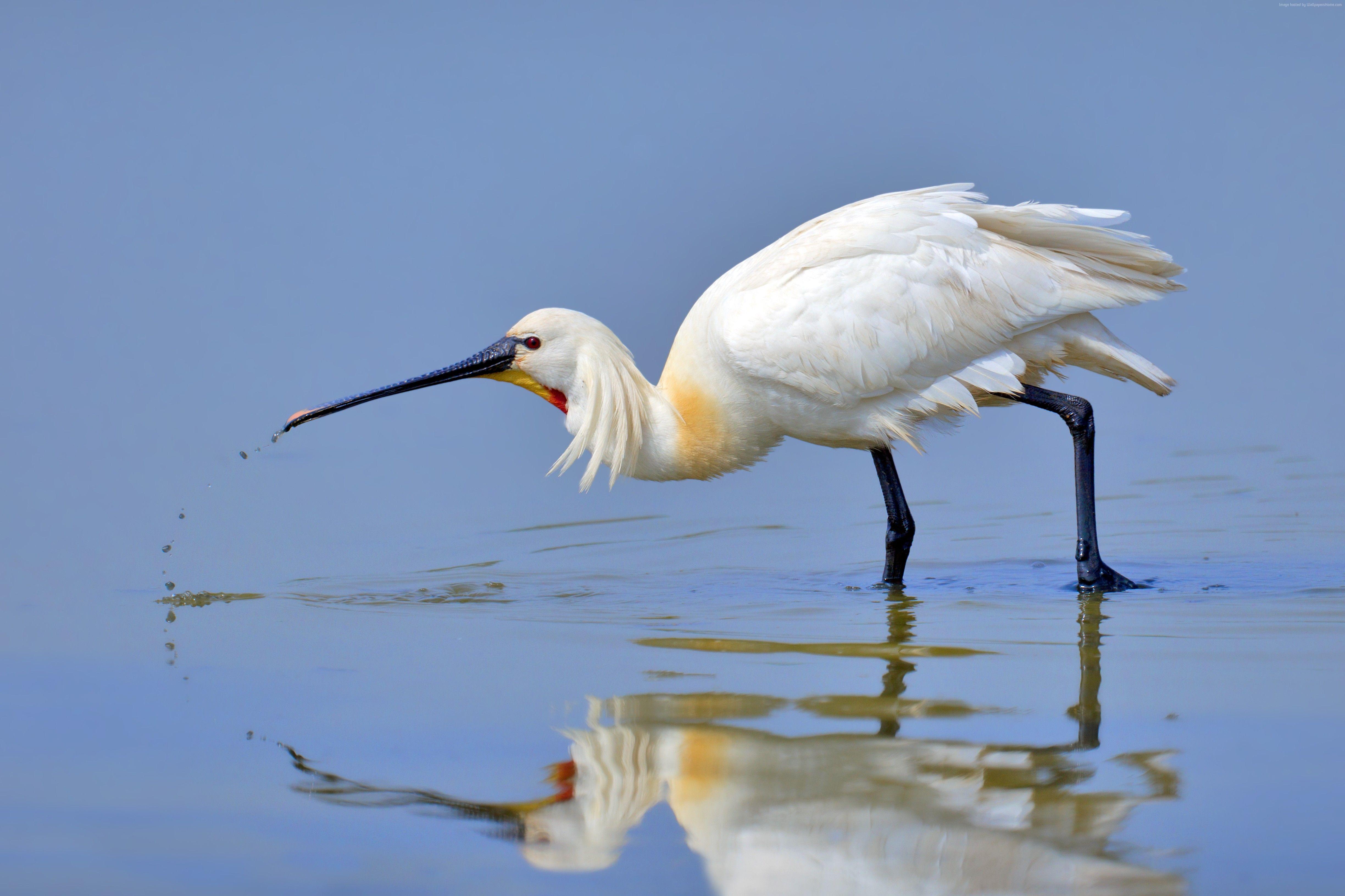 Spoonbill Wallpapers - Wallpaper Cave