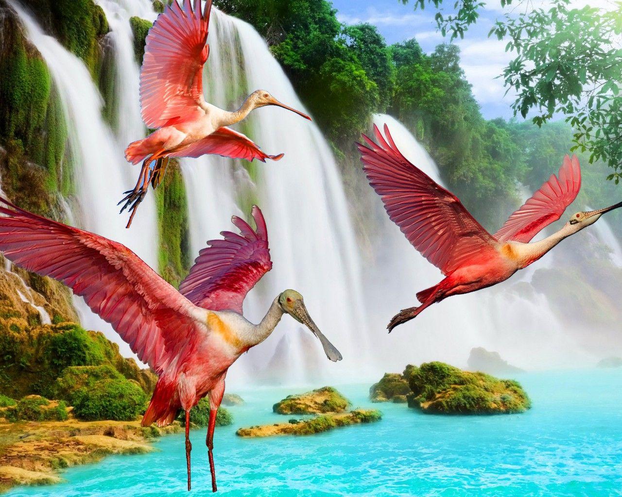 Spoonbill Wallpapers - Wallpaper Cave