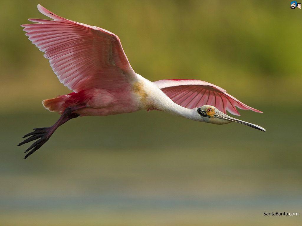 Flamingos Birds Wallpaper, Flamingos Birds Background for PC