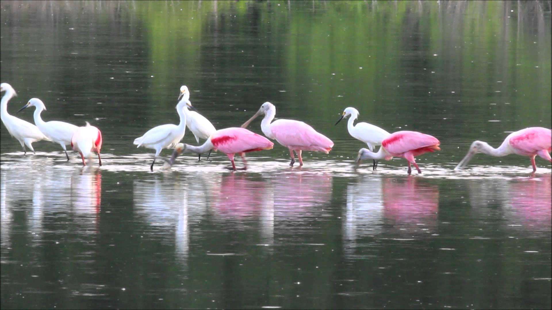 Roseate Spoonbill Bird Wallpaper HD Colection Of Cool Birds