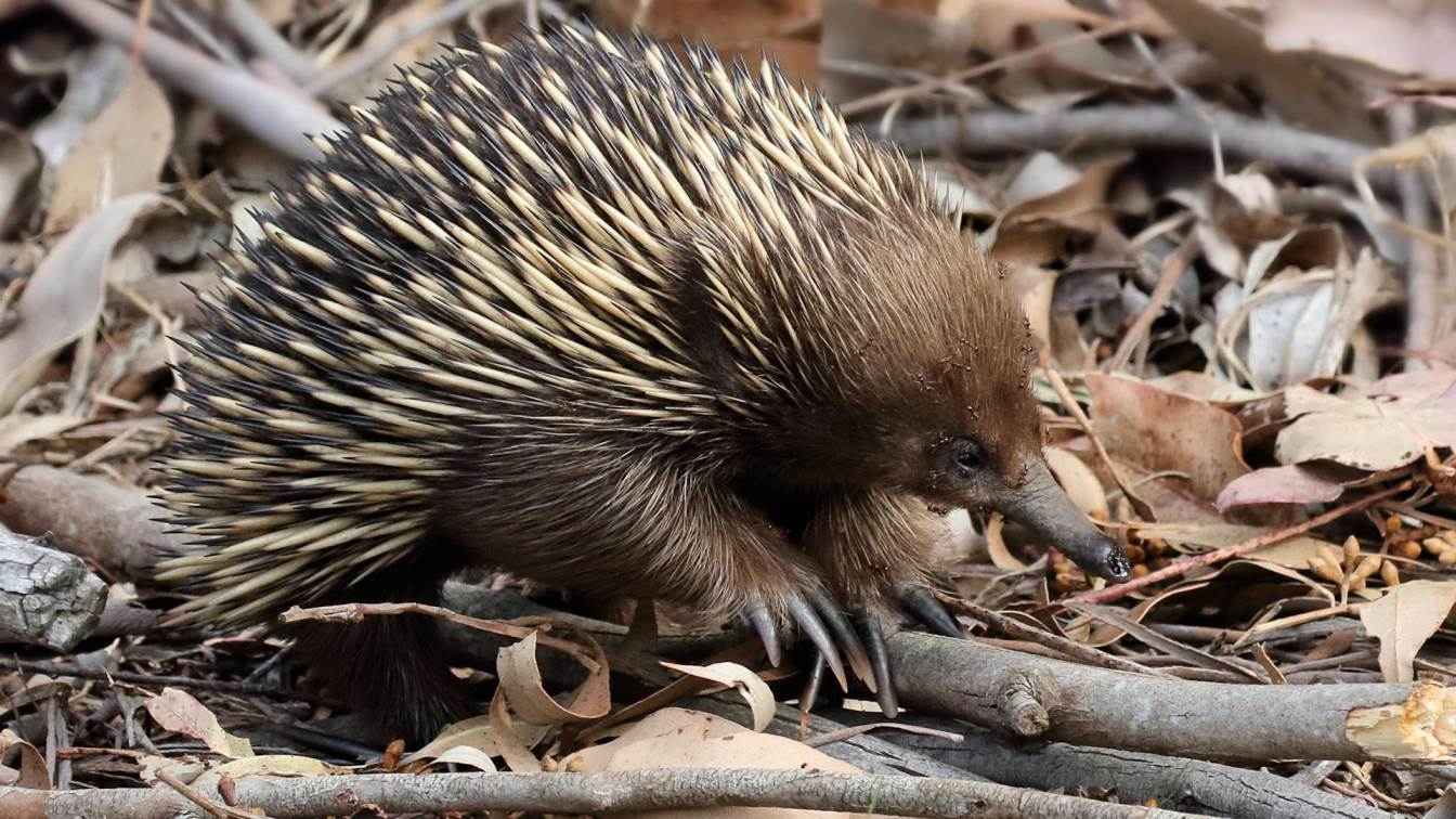 Echidna Facts And Animal Photo, image