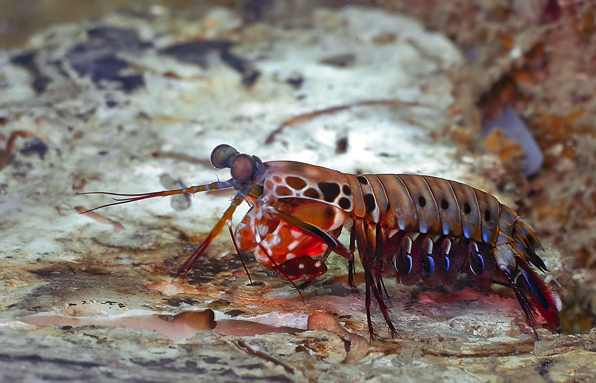 Mantis Shrimp HD Wallpaper