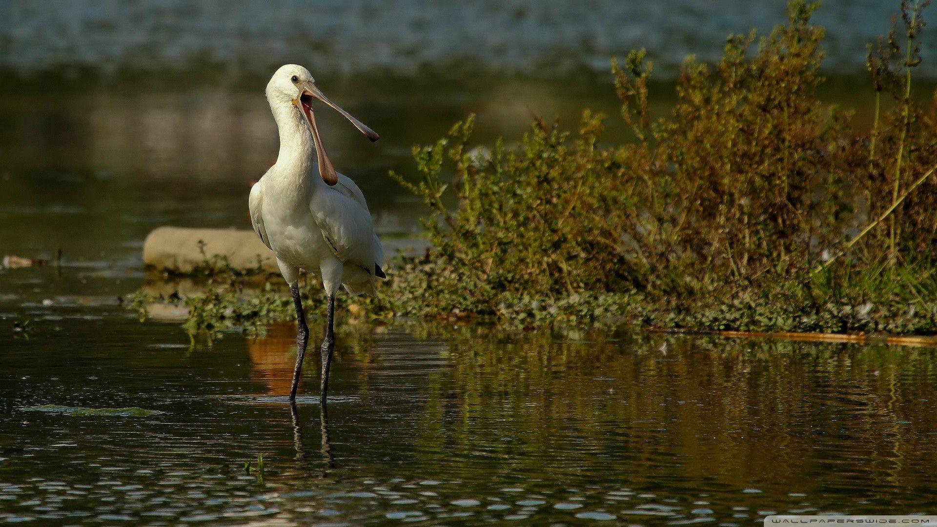 Spoonbill Wallpapers - Wallpaper Cave